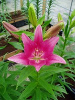 [1692 TropicDiamond DJ No01.JPG]